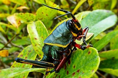 Close-up of bug on plant