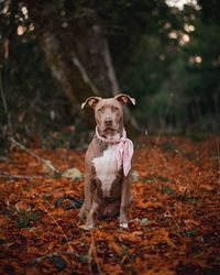 Portrait of dog standing on land