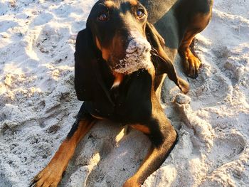 High angle portrait of dog sitting on sand