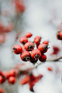 Close-up of red berries on tree