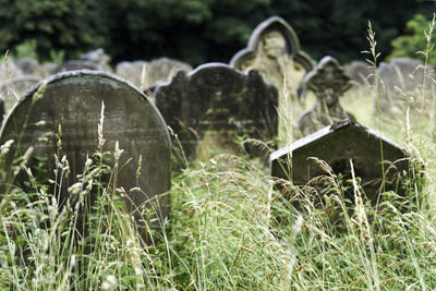 Close-up of plants in cemetery