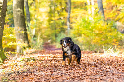 Dog standing in forest