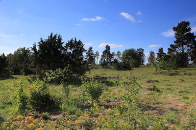 Scenic view of trees growing on field against sky