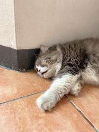 Cat lying on floor at home