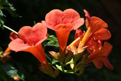 Close-up of orange flowers growing outdoors