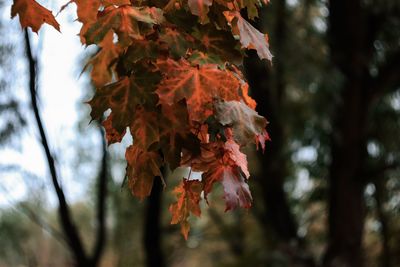 Low angle view of autumnal leaves against trees