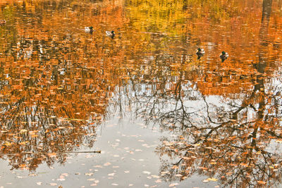 Reflection of trees in lake