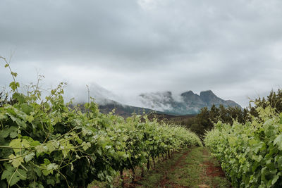 Plants growing in farm against sky