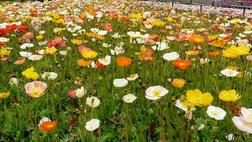 Close-up of flowers blooming in field