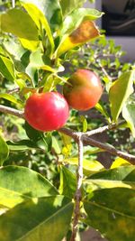 Close-up of tomatoes growing on tree