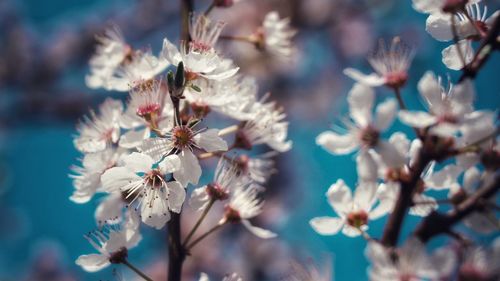 Close-up of cherry blossoms