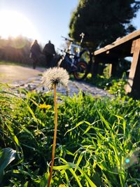 Close-up of dandelion flower on field