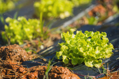 Close-up of plant growing on field