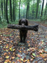 Dog standing amidst trees in forest during autumn