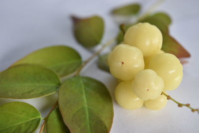 Close-up of green grapes