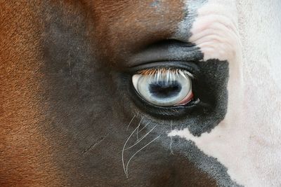 Close-up of horse eye