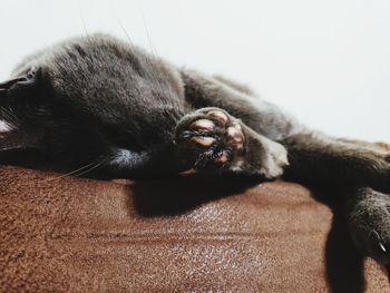 Close-up of a cat resting