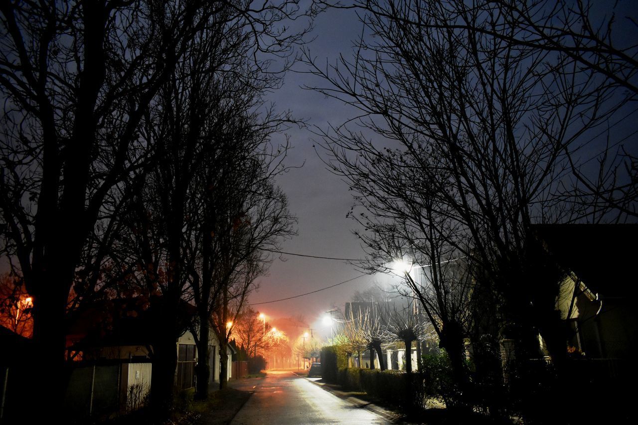 SILHOUETTE OF TREES BY ILLUMINATED STREET AT NIGHT