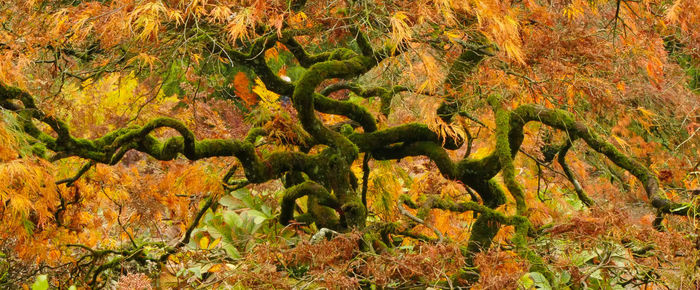Close-up of lizard on tree in forest