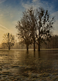 Trees by lake against sky