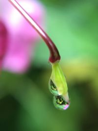 Close-up of water drop on leaf