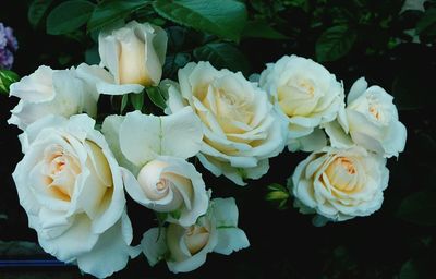 Close-up of flowers