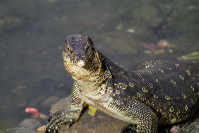 Close-up of a turtle looking away