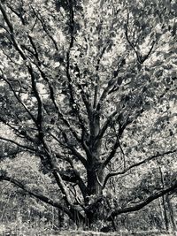 Low angle view of tree in forest