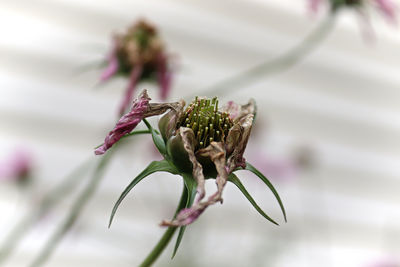 Close-up of wilted flower