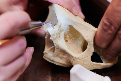 Cropped hands of scientist examining animal skeleton