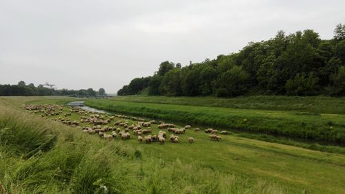 Sheep grazing on field against sky