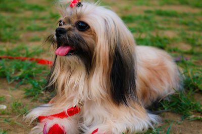 Close-up of dog sticking out tongue on grass