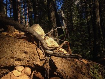 Rocks in forest