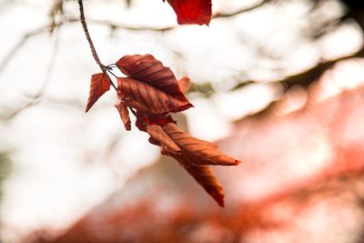 Close-up of dried leaf on branch