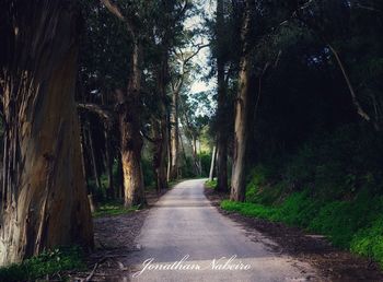 Road amidst trees in forest