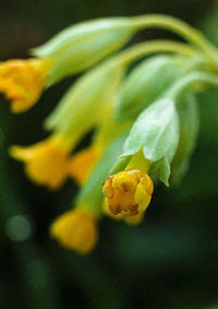 Close-up of yellow flowering plant