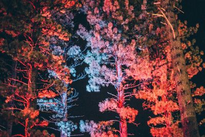 Close-up of trees during autumn