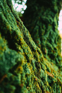 Close-up of moss on tree trunk