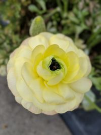 Close-up of yellow rose flower