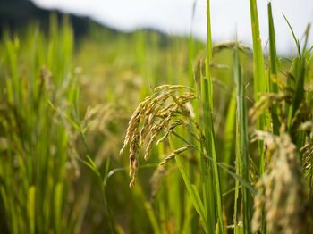 Close-up of stalks in field
