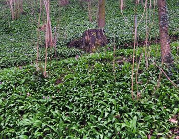 Trees in forest