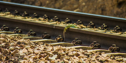 Close-up of plants