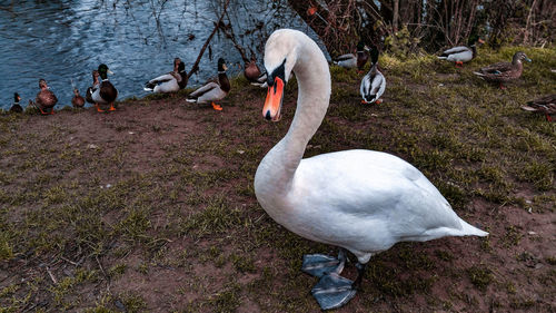 High angle view of swans on water