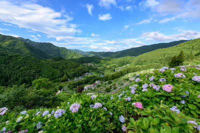 Scenic view of flowering plants against cloudy sky