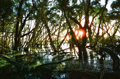 Sun shining through trees in lake
