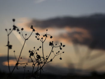 Close-up of plant against sky at sunset