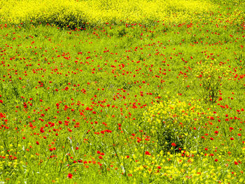 High angle view of flowering plants on field