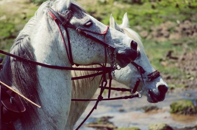 Close-up of horses against field