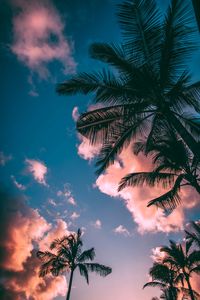 Low angle view of silhouette coconut palm tree against sky