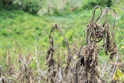 Solanum quitoense, lulo plant dried or killed by high heat temperature, in the middle of a pasture